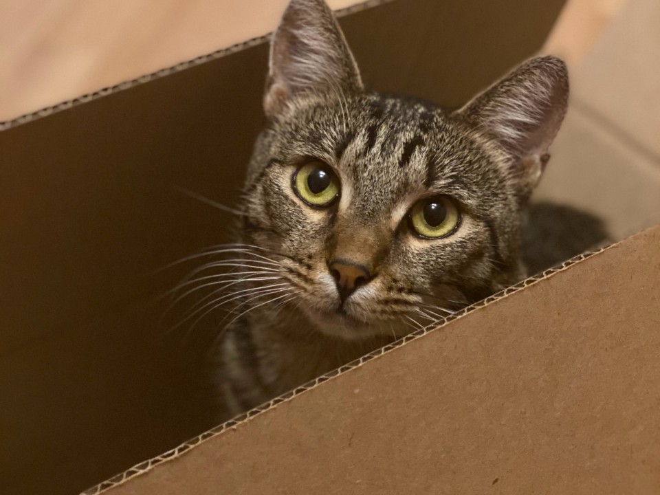 Tabby cat in cardboard box 