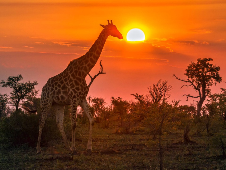 image of a giraffe at sunset